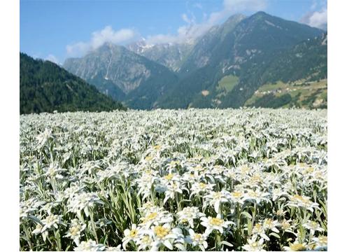gallery image of Edelweiss Alpine Sensation