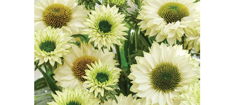 product image for Echinacea Sunseeker White Perfection