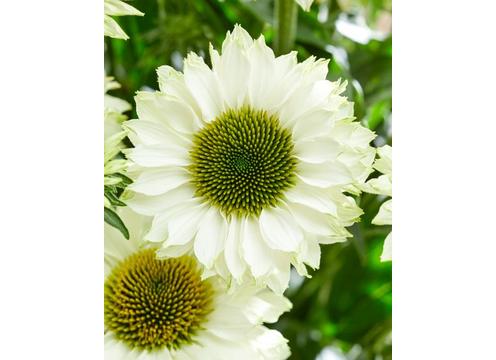 gallery image of Echinacea Sunseeker White Perfection