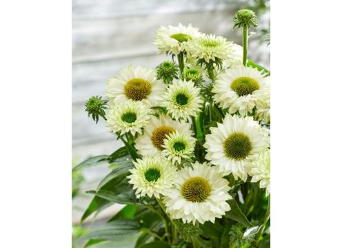 gallery image of Echinacea Sunseeker White Perfection