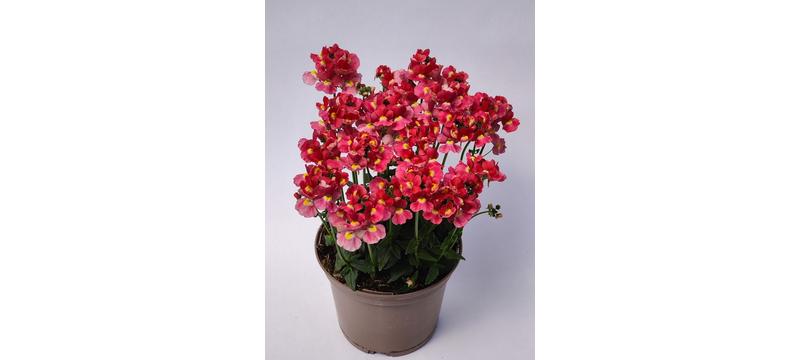 product image for Nemesia Coral