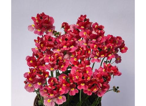 gallery image of Nemesia Coral