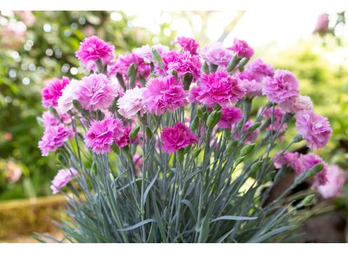 gallery image of Dianthus Pink Eclipse