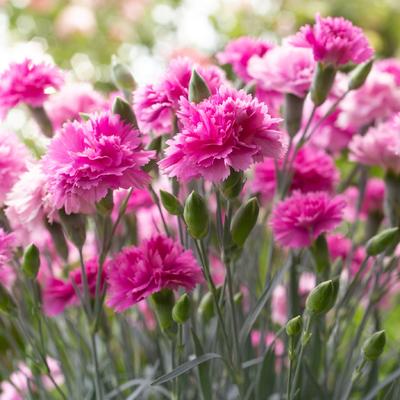 image of Dianthus Pink Eclipse