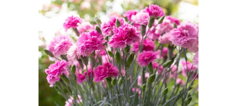 product image for Dianthus Pink Eclipse