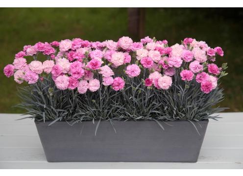 gallery image of Dianthus Pink Eclipse