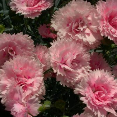 image of Dianthus