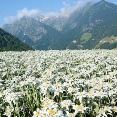 image of Edelweiss