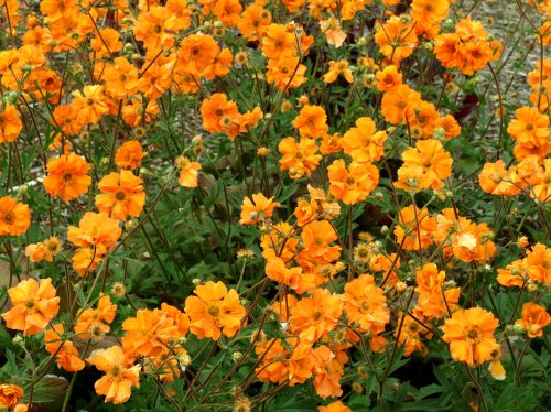 Geums For Fantastic Foliage And Stunning Flowers