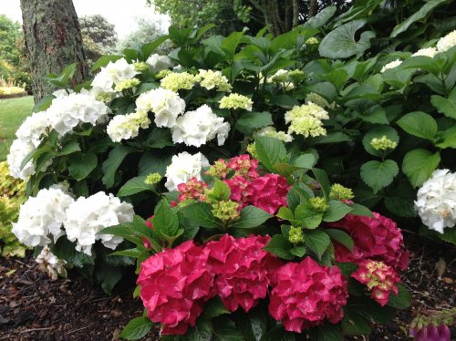  saxon red dawn hydrangea schneeball hydrangea venice hydrangea zurich