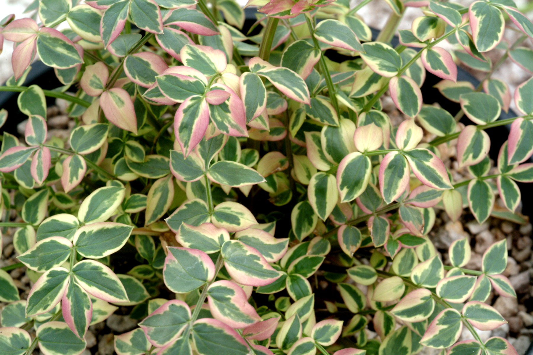 Ladder to heaven plant