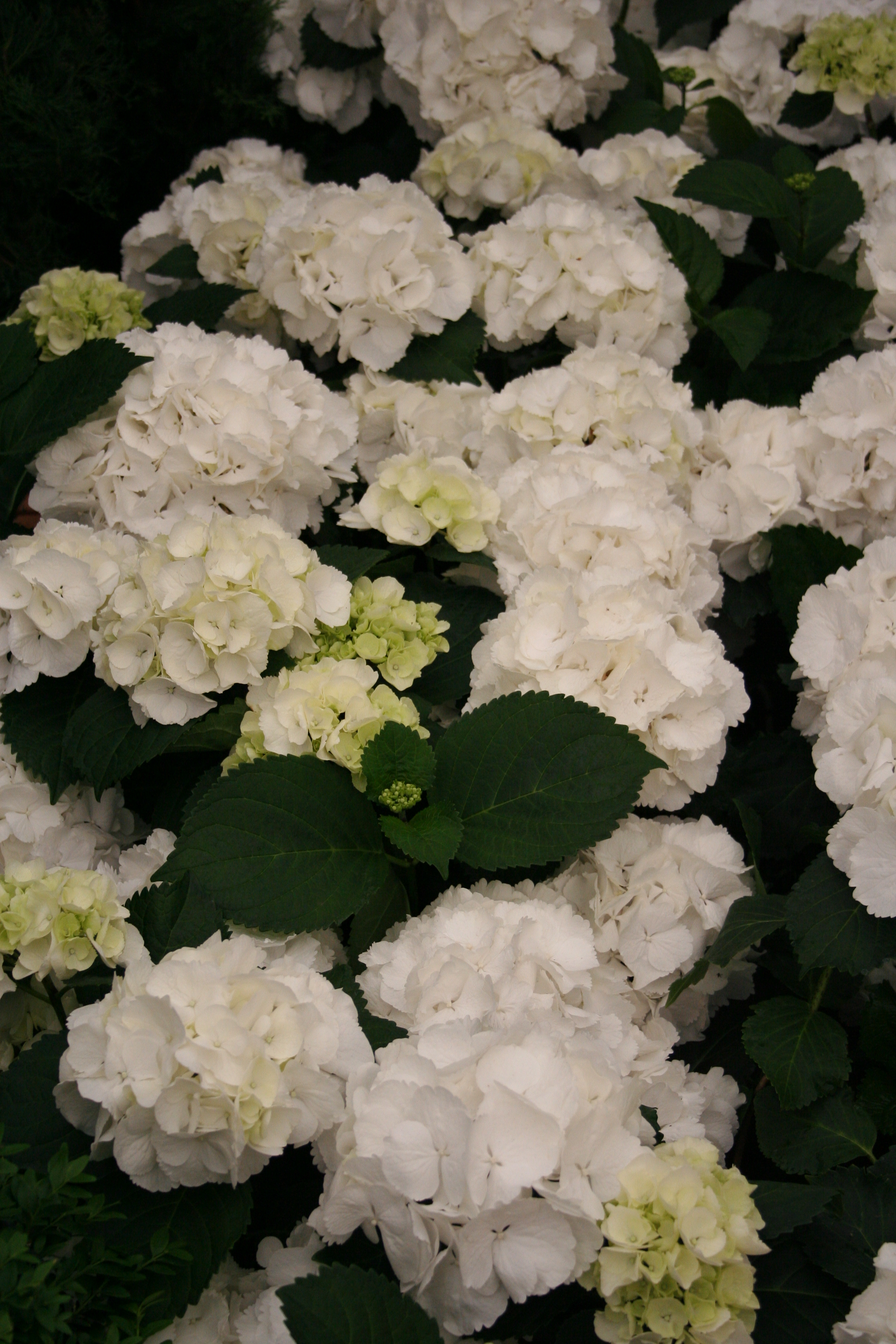 Hydrangea Schneeball - Living Fashion