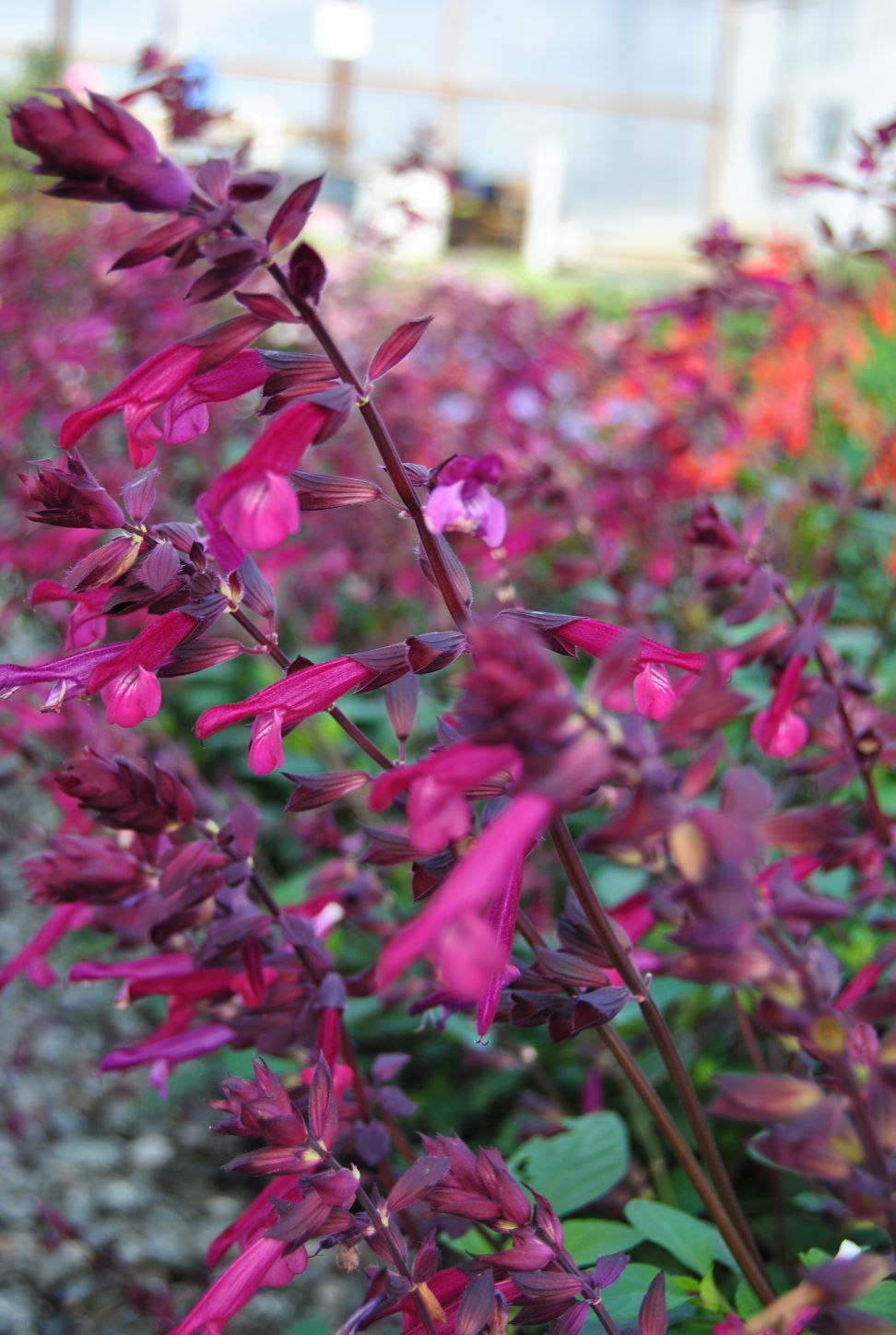 Salvia Love and Wishes Living Fashion