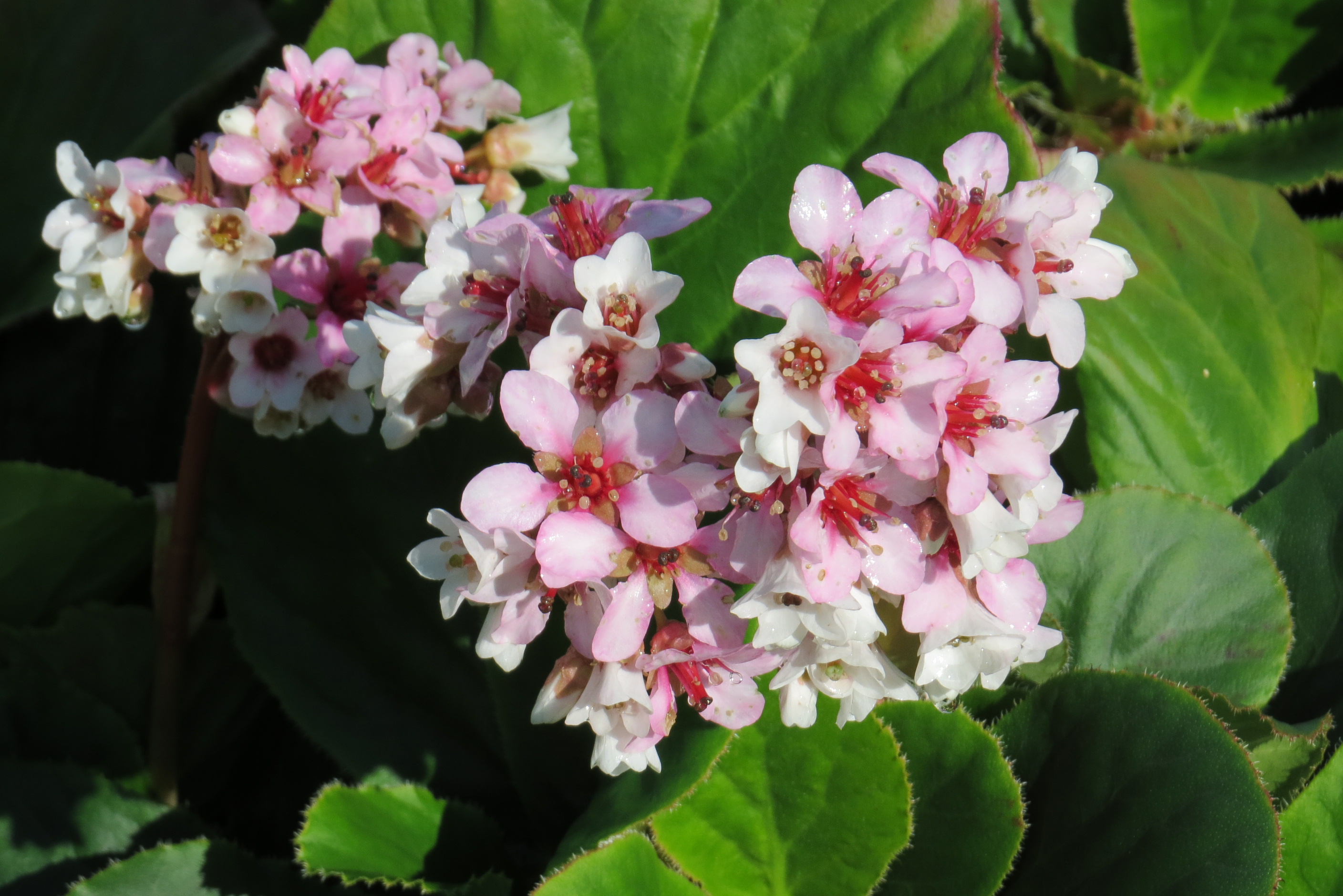 Bergenia Marshmallow Living Fashion