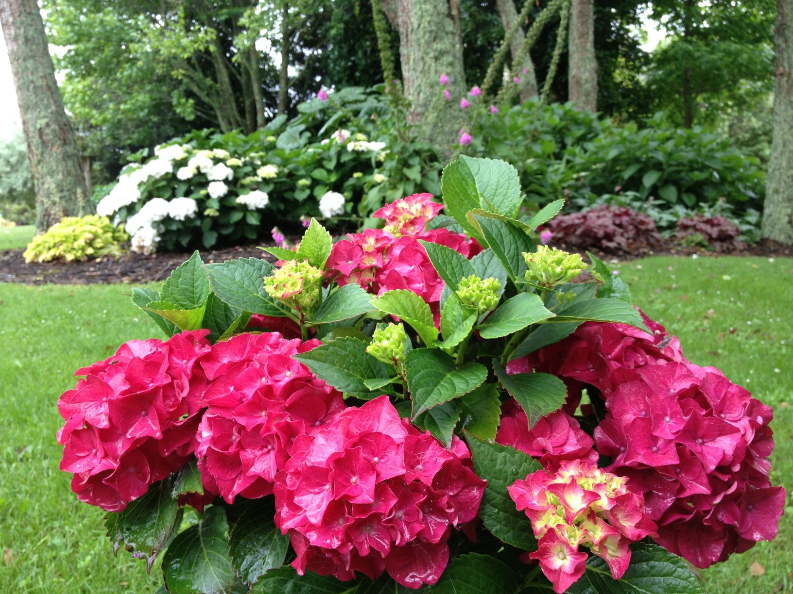 Red hydrangea on sale