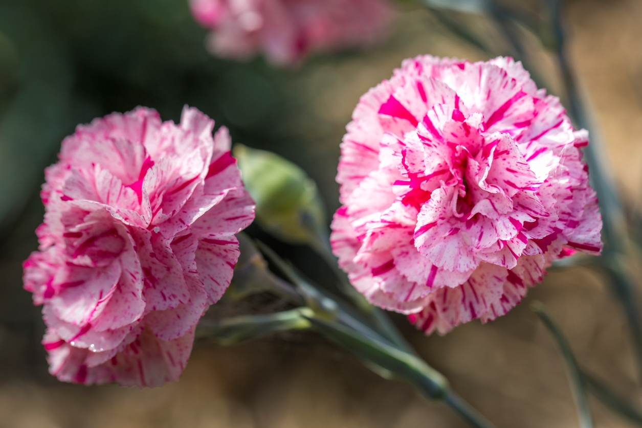 dianthus pinball wizard dianthus pinball wizard