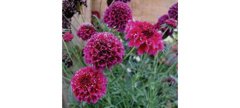 product image for Scabiosa Crimson Clouds