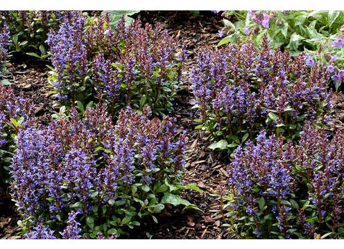 gallery image of Ajuga Blueberry Muffin
