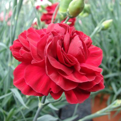image of Dianthus Passion