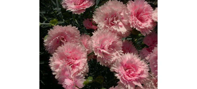 product image for Dianthus Candy Floss