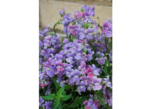 gallery image of Nemesia Lilacberry