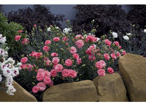 gallery image of Dianthus Romance