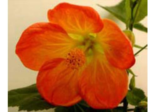 gallery image of Abutilon Lucky Lantern Orange