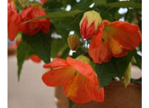 gallery image of Abutilon Lucky Lantern Orange