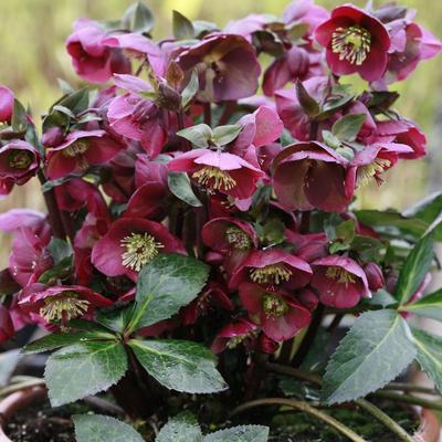 image of Hellebore Annas Red