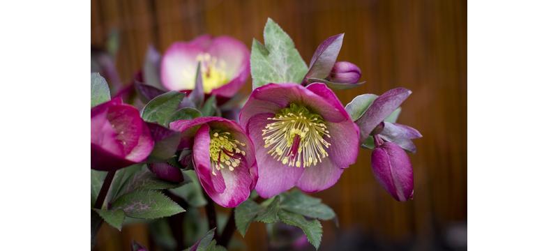 product image for Hellebore Pennys Pink