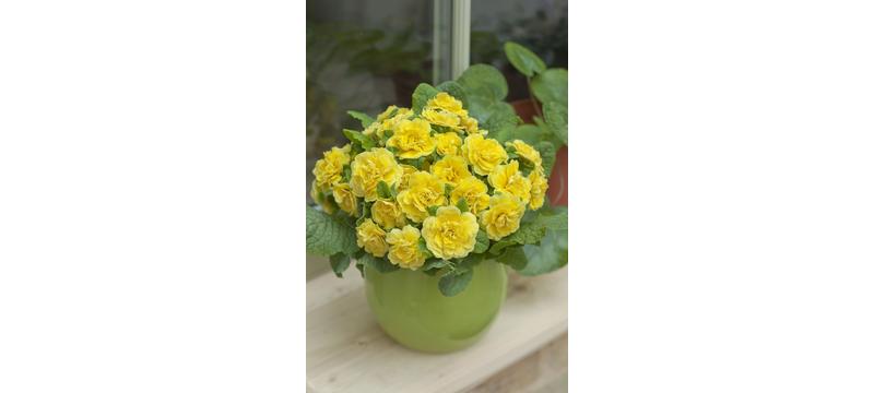 product image for Primula Belarina Buttercup