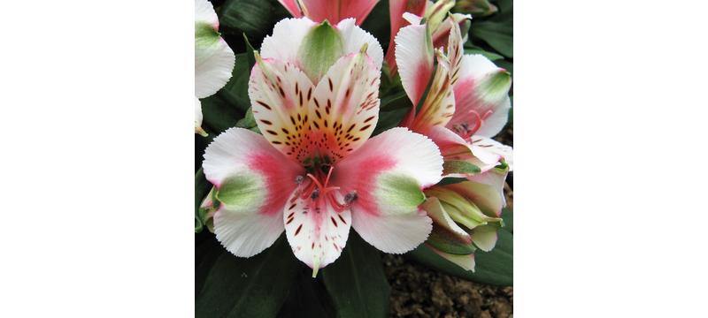 product image for Inca Alstroemeria Sweety