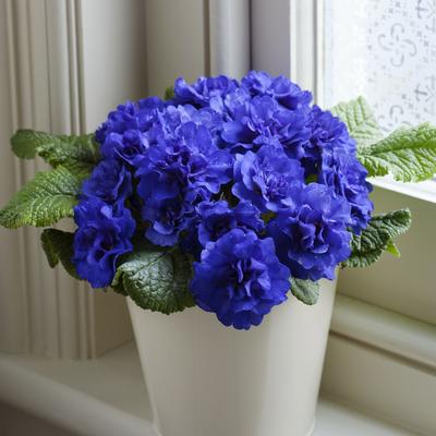 image of Primula Belarina Cobalt Blue