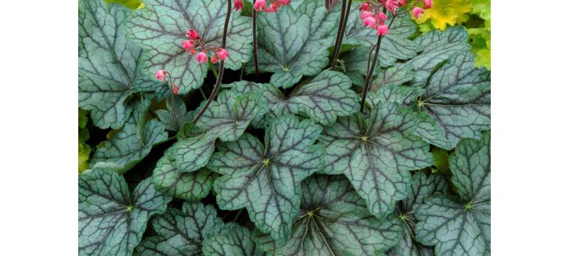 product image for Heuchera Peppermint Spice