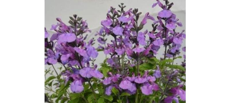 product image for Salvia So Cool Violet