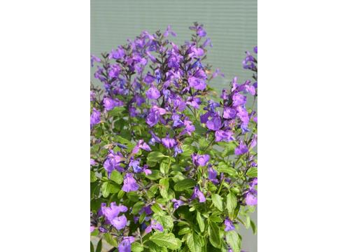 gallery image of Salvia So Cool Violet
