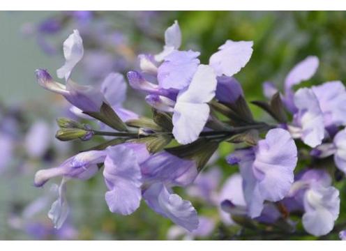 gallery image of Salvia So Cool Pale Blue