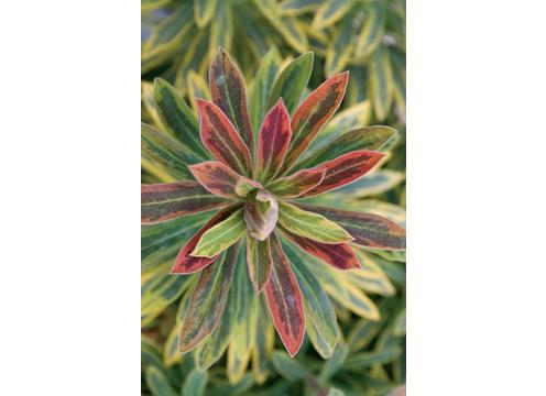 gallery image of Euphorbia Ascot Rainbow