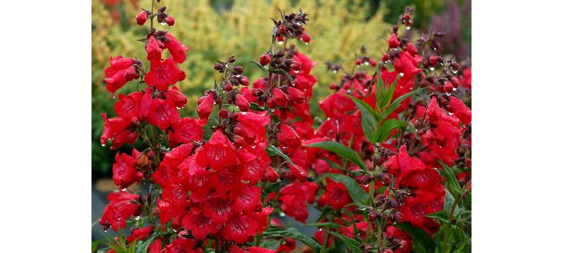 product image for Penstemon ChaCha Cherry
