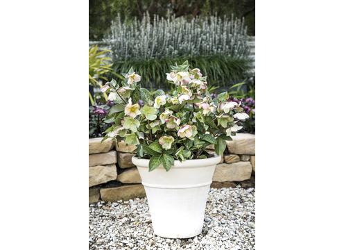gallery image of Hellebore Mollys White