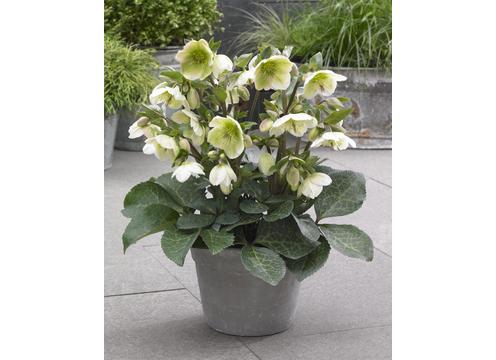 gallery image of Hellebore Mollys White
