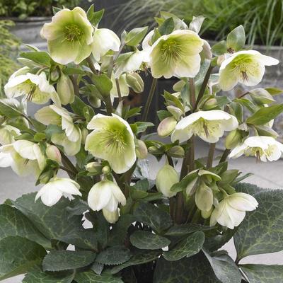 image of Hellebore Mollys White
