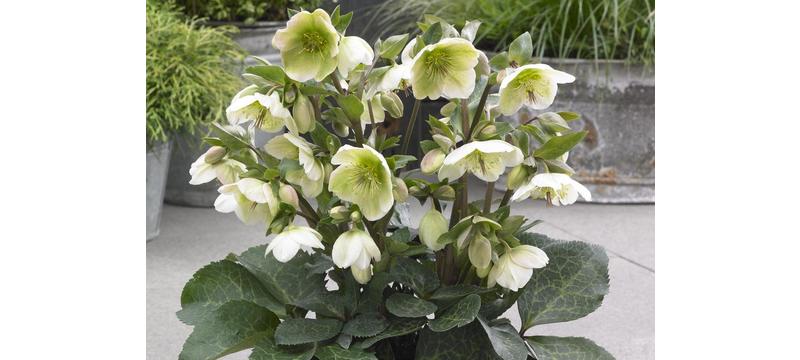 product image for Hellebore Mollys White
