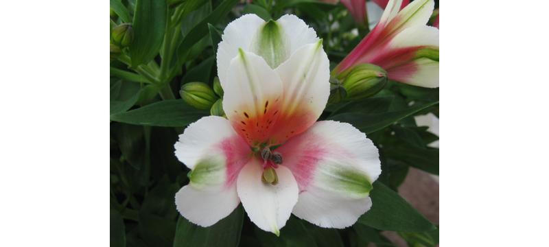 product image for Inca Alstroemeria Lucky