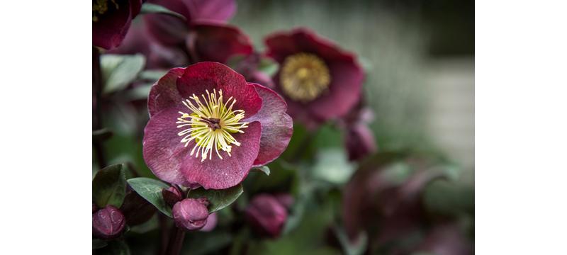 product image for Hellebore Ruby Daydream