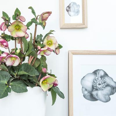 image of Hellebore Sophies Delight