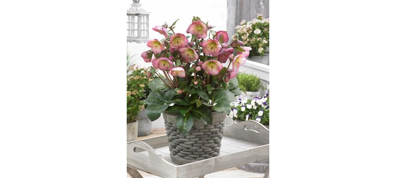 product image for Hellebore Olivias Joy
