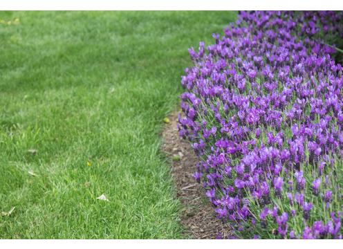 gallery image of Lavender Fairywings Spellbound