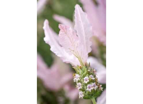 gallery image of Lavender Fairywings Whimsical