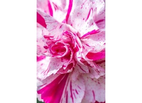 gallery image of Dianthus Pinball Wizard